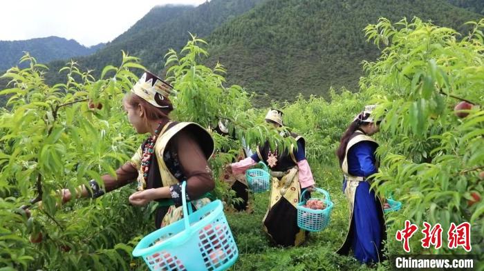 羌纳乡新项目，乡村发展的强大引擎驱动力